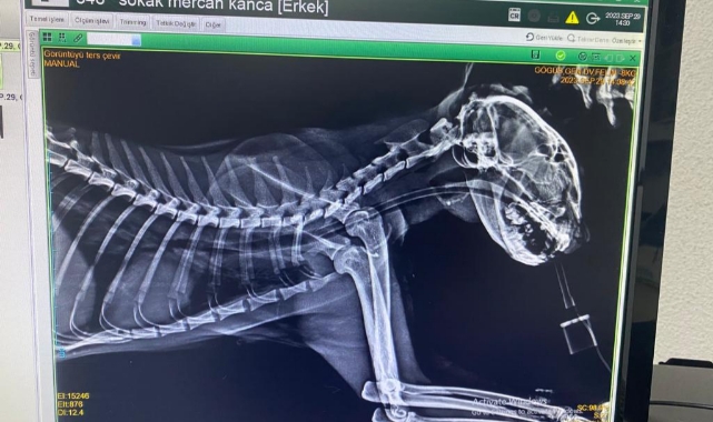 Ameliyata alınan kedinin boğazından balık kancaları çıktı!