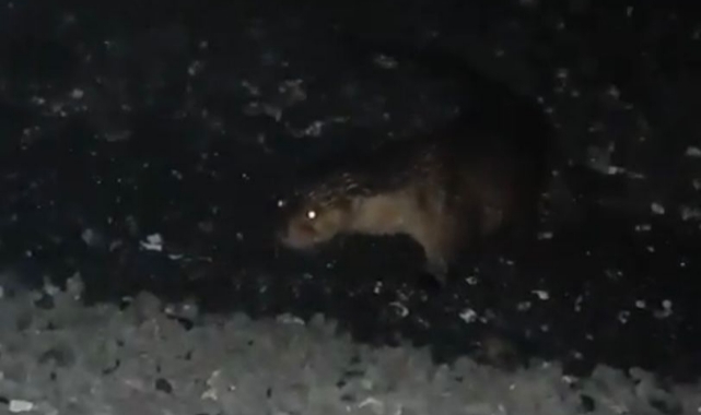 Denizden su samuru çıktı! Elleriyle beslediler