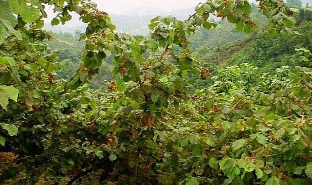 Fındık bahçesinde 2 kişi vuruldu