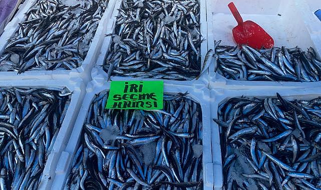 Hamsinin fiyatı 70 TL'ye kadar düştü