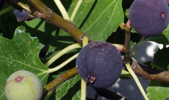 İncir toplarken hastanelik oldu