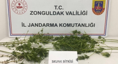 Jandarma uyuşturucuyu ormanda yakaladı!