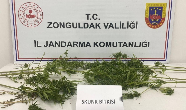 Jandarma uyuşturucuyu ormanda yakaladı!