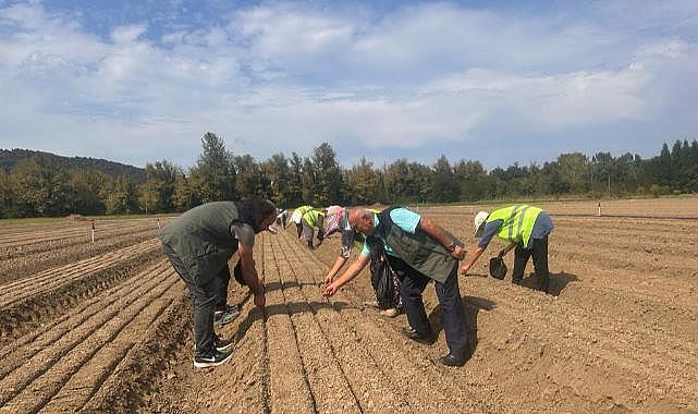 Kaliteli Tohum Sağlıklı Orman