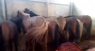 Mide bulandıran görüntü! Bunları insanlara yedireceklerdi...