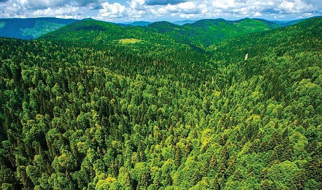 O alanlar orman sınırları dışına çıkarıldı!