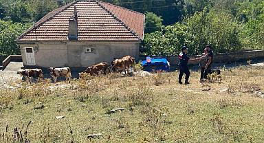 Ormanda kaybolan hayvanları jandarma buldu