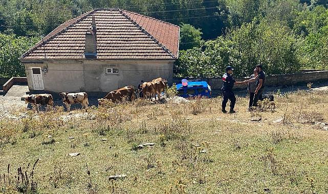 Ormanda kaybolan hayvanları jandarma buldu  