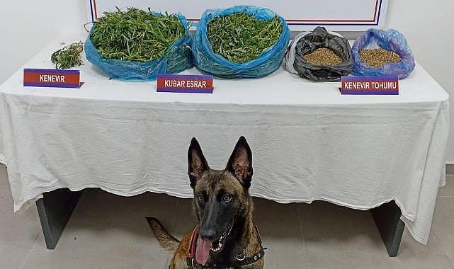 Ormanlık arazide çok sayıda uyuşturucu ele geçirildi!