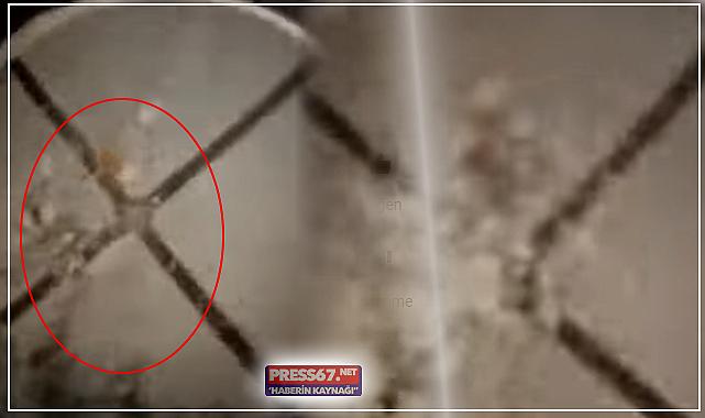 Şok iddia; Halka fare dışkısı yediren esnafın cezası kesildi