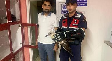 Yaralı martıya jandarma ekipleri müdahale etti