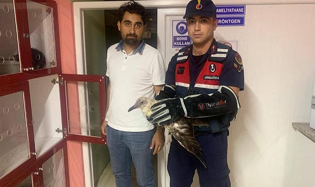 Yaralı martıya jandarma ekipleri müdahale etti