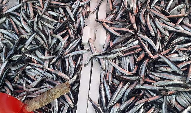 Zonguldak'ta hamsi bolluğu!