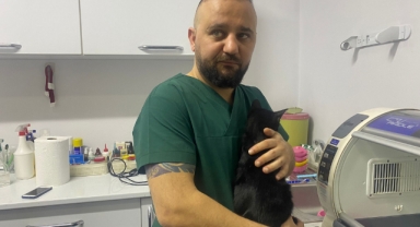 Altıncı katın penceresinden düşen kedi kırıklarla kurtuldu