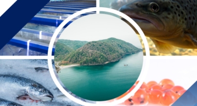 Bürokratik Engeller Aşıldı: Türk Somonu Yetiştiriciliği ve İhracatı Projesi Hayata Geçiyor