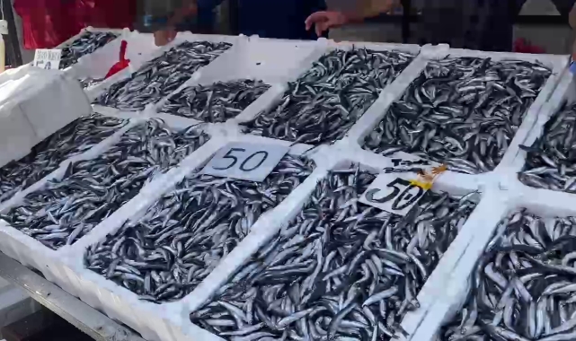 Hamsi bollaştı tezgahlar şenlendi