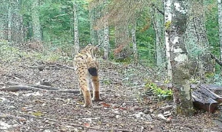 İlk kez bu kadar yakından görüldü!