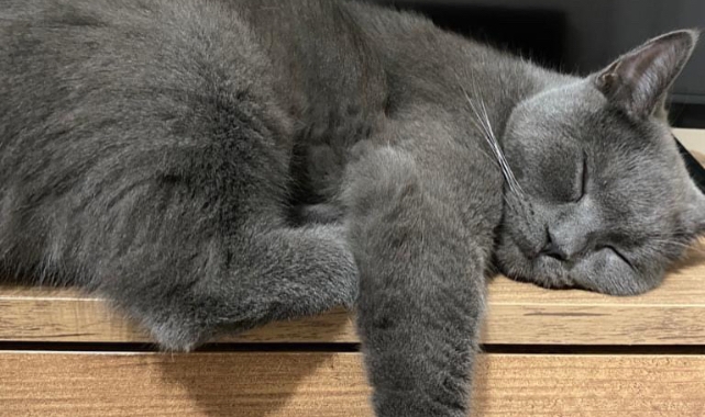 Kaybolan Kedisini Bulana  ödül sözü verdi