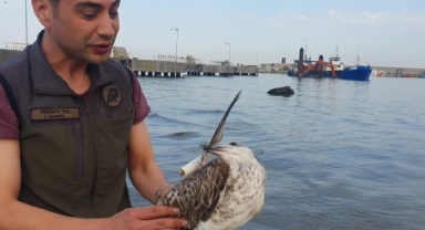 Vücuduna iğne saplanmış, yaralı halde bulundu!