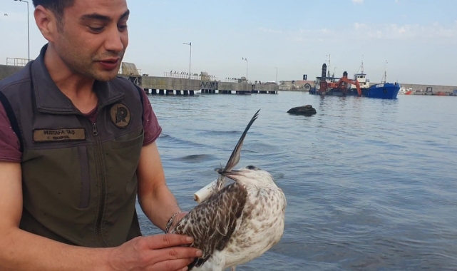 Vücuduna iğne saplanmış, yaralı halde bulundu!