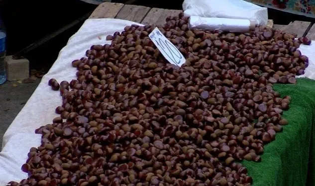 Çin kestanesi nedir, nasıl ayırt edilir, zararları neler?