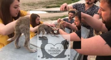 Doğuş Veteriner Kliniği Yeni Yıl Mesajı
