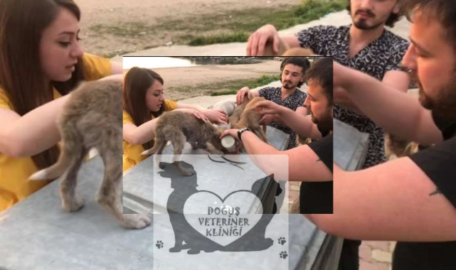 Doğuş Veteriner Kliniği Yeni Yıl Mesajı