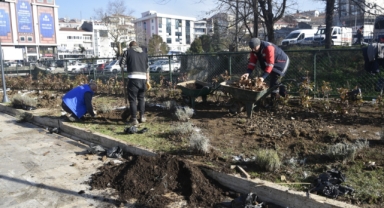 Kdz. Ereğli lavanta kokacak