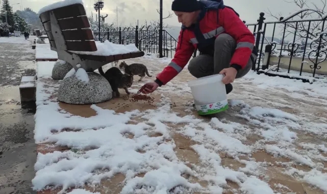 Belediye, sokak hayvanlarını unutmadı