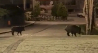 Domuzlar ilçe merkezine indi