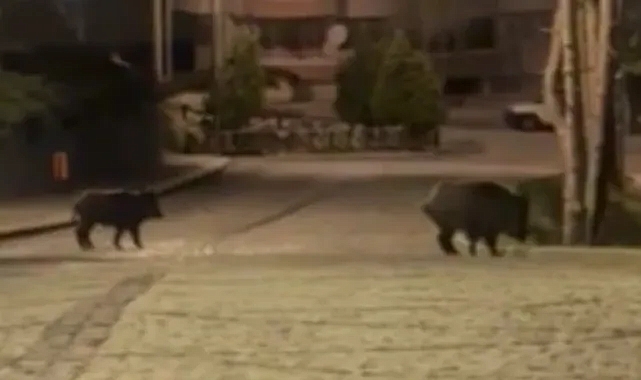Domuzlar ilçe merkezine indi
