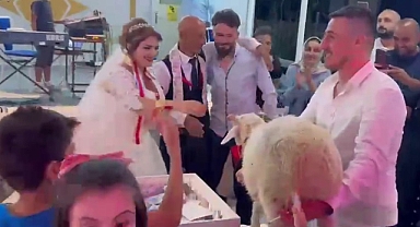 Düğünde Takı Yerine Koyun Hediye Ettiler