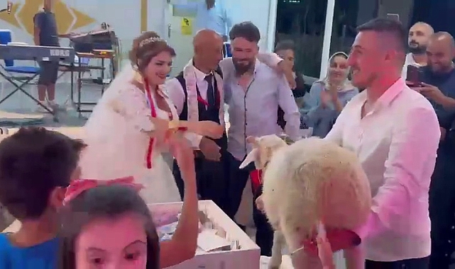 Düğünde Takı Yerine Koyun Hediye Ettiler