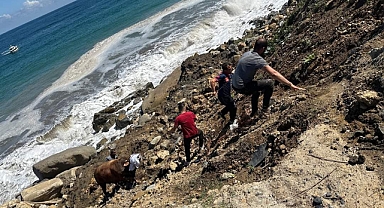 Kozlu'da denize kaçan boğa yakalandı
