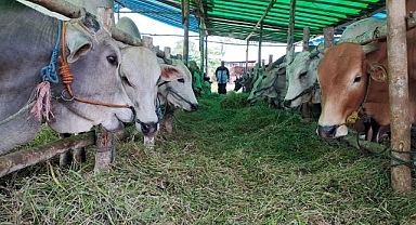 Kurban Bayramı 1. Gününde Kurban Pazarında Satışlar Devam Etti