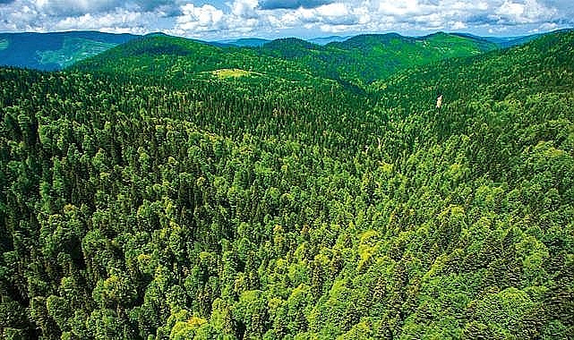 Ormanlık alanlara giriş yasaklandı!