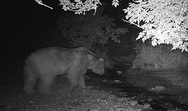 Bilecik’te Fotokapan, Ayı ve Domuz Sürüsünü Kaydetti