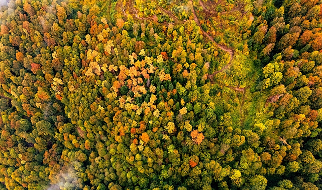 Ormanlarda Sonbahar Renk Cümbüşü Başladı