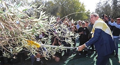 19. Ayvalık Zeytin Hasat ve Turizm Festivali'nde Coşku Dorukta