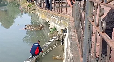 Çaya düşen kediyi itfaiye ekipleri kurtardı