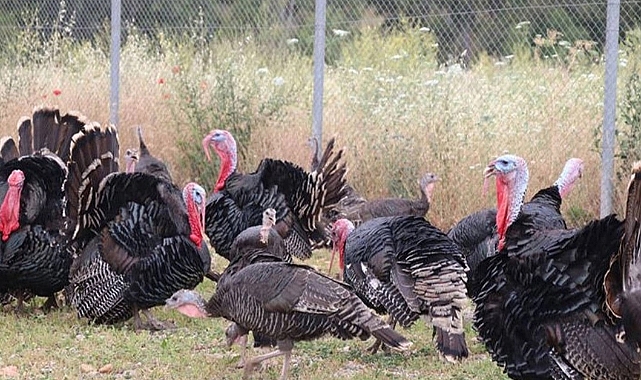 Hindi Eti Üretiminde İlk 8 Ayda %17,1 Artış