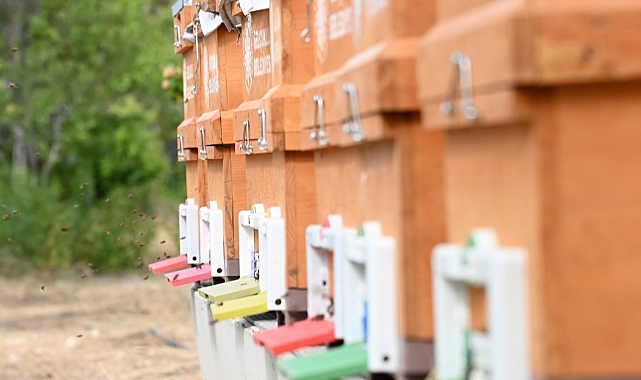 Konya Selçuklu'da Arılı Kovan Desteği Başladı