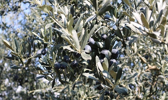 Marmarabirlik'ten Rekor Düzeyde Rekolte Beklentisi