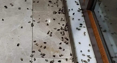 Tavuklar, Kahverengi Kokarca Böceği ile Biyolojik Mücadelede Öne Çıkıyor