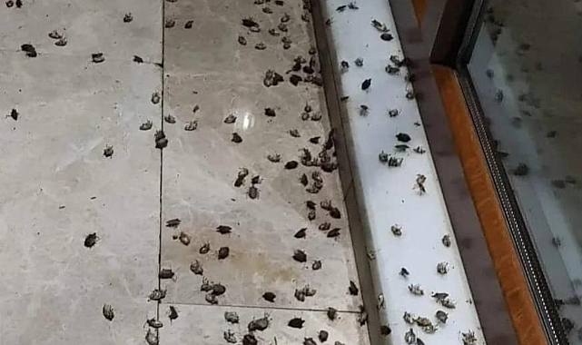 Tavuklar, Kahverengi Kokarca Böceği ile Biyolojik Mücadelede Öne Çıkıyor