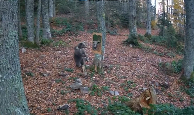 Aynada kendini gören bozayının korku dolu anları fotokapana yansıdı