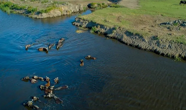 Büyükşehir Belediyesi'nden Manda Yetiştiriciliğine Güçlü Destek