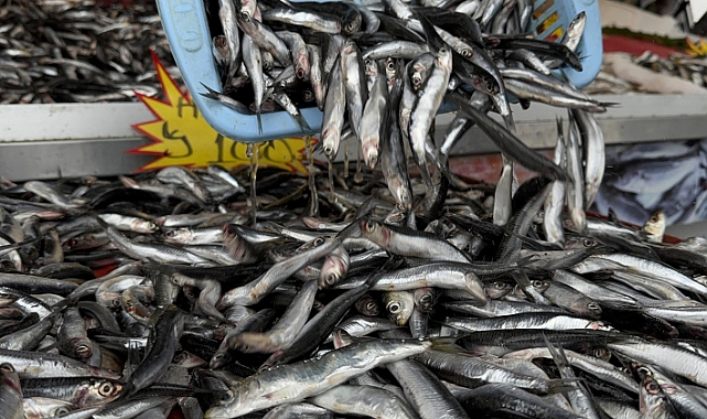 Kestane Karası Sona Erdi, Hamsi Tezgahlarda