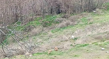 Ormanlık Alanda Çalınan Hamile Büyükbaş Hayvanın Derisi Bulundu, 3 Şüpheli Gözaltında