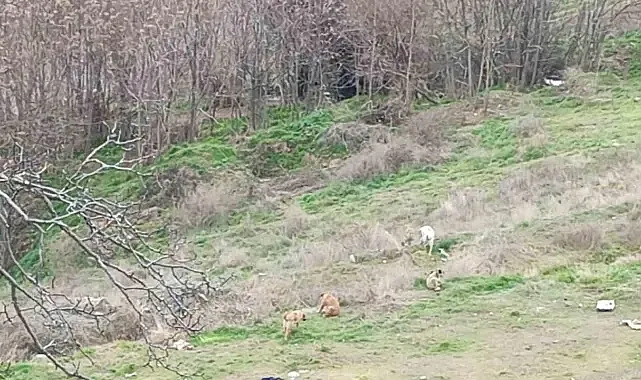 Ormanlık Alanda Çalınan Hamile Büyükbaş Hayvanın Derisi Bulundu, 3 Şüpheli Gözaltında